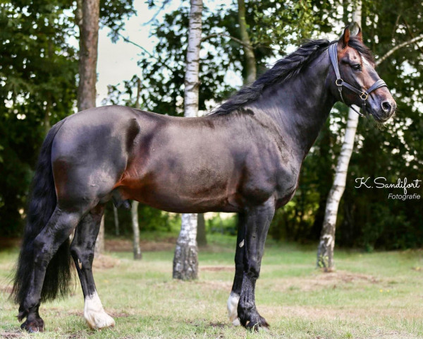 stallion Merlin (Welsh-Cob (Sek. D), 2009, from Marvel)