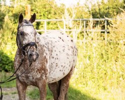 dressage horse Mia 111 (Appaloosa, 2009)