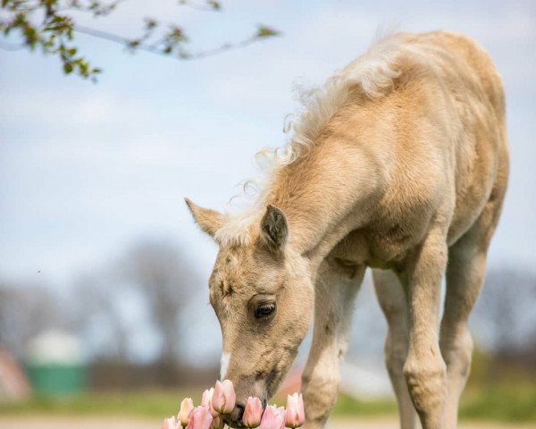 Dressurpferd What a Princess (Deutsches Reitpony, 2021, von Dance For Me)