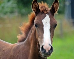 broodmare De la Luna (German Riding Pony, 2016, from Daily Pleasure WE)