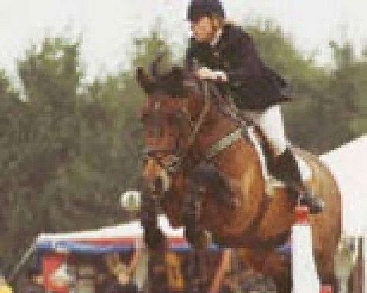 stallion Euro Clover (Irish Sport Horse, 1990, from Clover Hill RID 665)