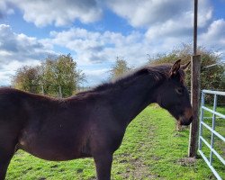 Pferd Caylen (Hannoveraner, 2022, von Caytens)