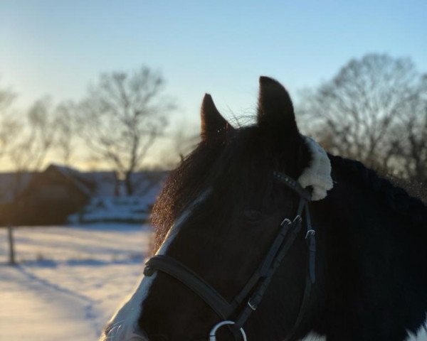 Pferd Tucker (Tinker / Irish Cob / Gypsy Vanner, 2008)