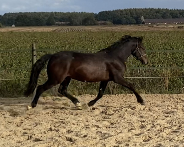 Pferd Milow (Welsh-Cob (Sek. D), 2020, von Merlin)