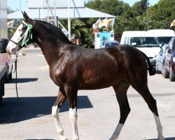 broodmare Unica LXXX (Andalusians/horse of pure Spanish race, 2006, from Trianero XVI)