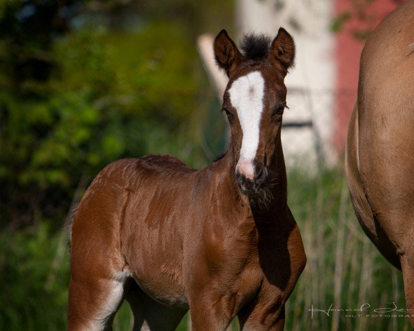 dressage horse Dark Chocolate (German Riding Pony, 2021, from Dance For Me)