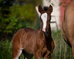 Dressurpferd Dark Chocolate (Deutsches Reitpony, 2021, von Dance For Me)