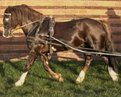 Deckhengst Marvel (Welsh-Cob (Sek. D), 1995, von Menai Sparkling Magic)