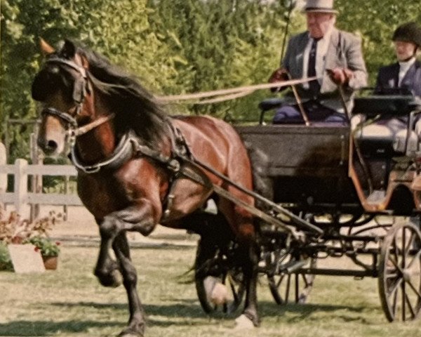 stallion Unicorn Viscount (Welsh-Cob (Sek. D), 1995, from Unicorn Lancelot)