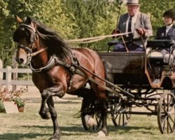 stallion Unicorn Viscount (Welsh-Cob (Sek. D), 1995, from Unicorn Lancelot)