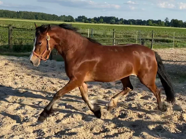 horse Parc Branwen (Welsh-Cob (Sek. D), 2019, from Drogeda Stormy Tempest)