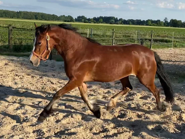 Zuchtstute Parc Branwen (Welsh-Cob (Sek. D), 2019, von Drogeda Stormy Tempest)