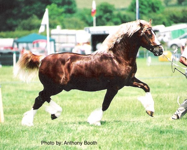 stallion Drogeda Stormy Tempest (Welsh-Cob (Sek. D), 1999, from Trevallion Valentino)