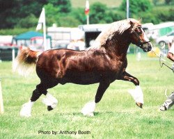 Deckhengst Drogeda Stormy Tempest (Welsh-Cob (Sek. D), 1999, von Trevallion Valentino)