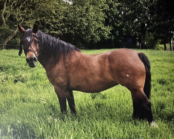 broodmare Sammy (Welsh-Cob (Sek. D), 2007, from Tynged Calon Lân)