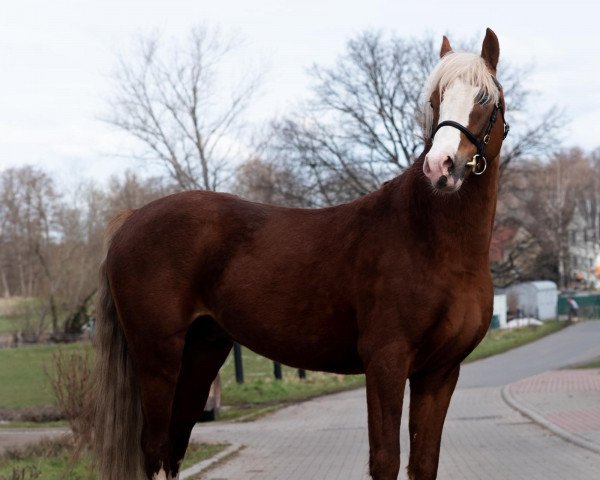 dressage horse Mastro's Candy (German Riding Pony, 2015, from Crazy Dynamic JK)