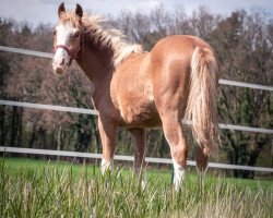 dressage horse Herzsprung JB (German Riding Pony, 2020, from Mastro's Candy)