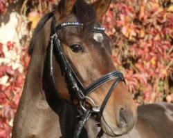 jumper Summertime B (German Riding Pony, 2016, from Molenhorn's Springtime)