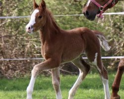 dressage horse Cavaluna (German Riding Pony, 2021, from Fs Numero Uno)