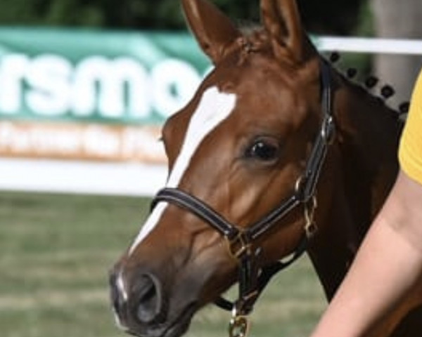 dressage horse LJK Ruckizucki Lindsay (German Riding Pony, 2022, from Melli's Dior)