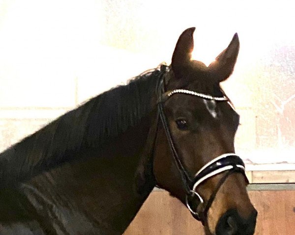 dressage horse Deja Beau (Hanoverian, 2019, from De Niro Gold 3)