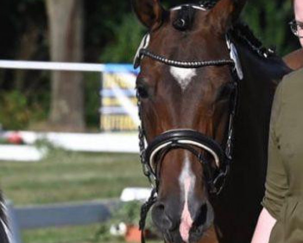 broodmare Rania (German Riding Pony, 2008, from Krazy King)