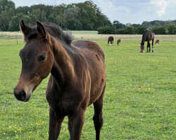 Pferd Fine Freudentaumel (Westfale, 2022, von Fürstenball)