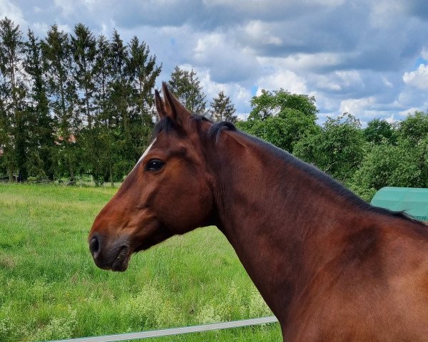 Pferd Kardamon (Polnisches Warmblut, 2013, von Rulon)