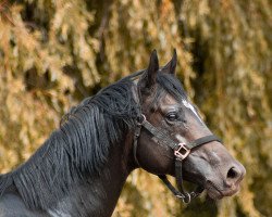 stallion Slogan xx (Thoroughbred, 2017, from Adlerflug xx)