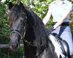 Pferd LJK Black Sky Latino Liberty (Barockpinto, 2016, von Black Sky 18 Lennox)