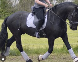 Pferd Black Sky 18 Lennox (Friese, 2010, von Adrian)