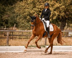 dressage horse Daytona Diamond (Westphalian, 2019, from Damon Hill)