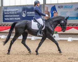 dressage horse Vienna 113 (Hanoverian, 2014, from Viscount 22)