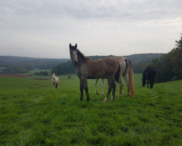 jumper Bailey (German Sport Horse, 2022, from BAGGIO)