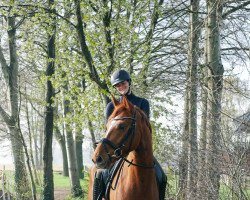 dressage horse Ferdi Fuchs 2 (Westfale, 2018, from For Gold OLD)