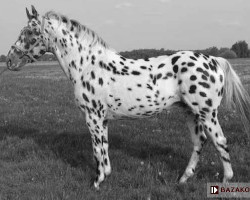 stallion Dixan C (Little-Poland (malopolska), 1993, from Dandys)