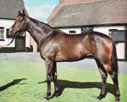 stallion River Chanter xx (Thoroughbred, 1959, from Chanteur II xx)