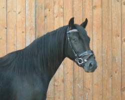 dressage horse Gideon (German Riding Pony, 2020, from Golden Grey NRW)