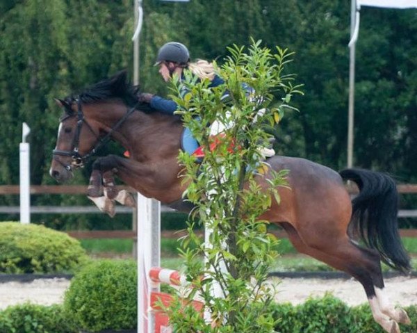 Zuchtstute Monchau du Vi (Nederlands Rijpaarden en Pony, 2008, von Zimba van de IJsseldijk)