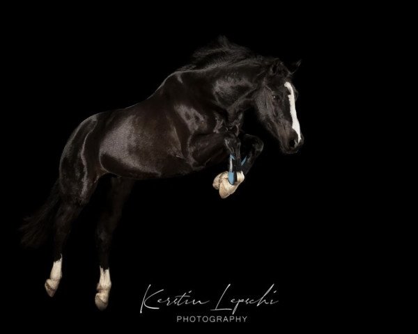 Springpferd Little Canon (Ungarisches Warmblut, 2013, von Maashoeven's Egor)