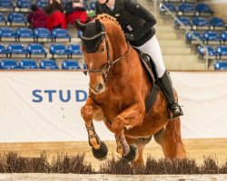 jumper Graf Darko (Polish Warmblood, 2005, from Sir Neel)