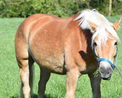 horse Wico (Haflinger, 2016, from Wildbach)