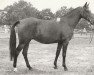 Zuchtstute Monique (Nederlands Rijpaarden en Pony, 1976, von Apollo)