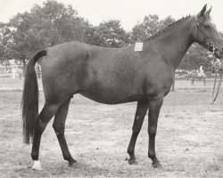 broodmare Monique (Nederlands Rijpaarden en Pony, 1976, from Apollo)