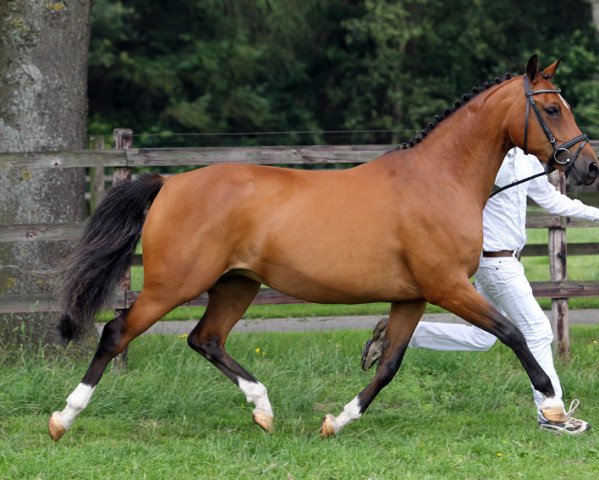 broodmare Manu du Vi (Nederlands Rijpaarden en Pony, 2003, from Country)
