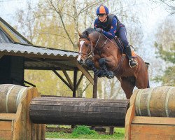 Springpferd Forsyth Junior Z (Niederländische Reitpferde und Ponys mit arabischem Blut, 2016, von Forsyth)