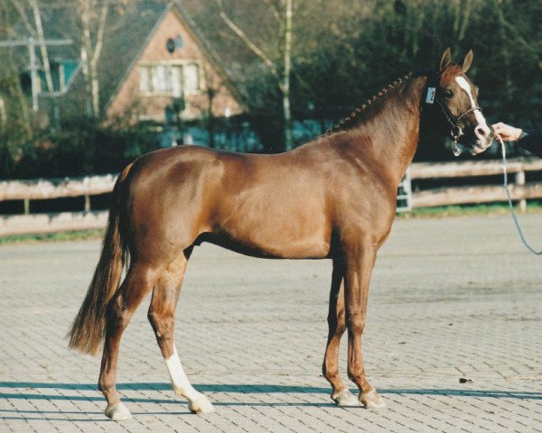 Deckhengst Country (Nederlands Rijpaarden en Pony, 1999, von Carl)