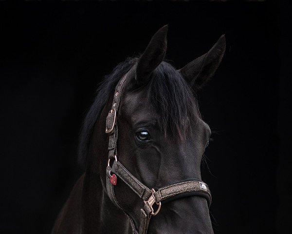 dressage horse Babbilou (Westphalian, 2020, from Bohemian)
