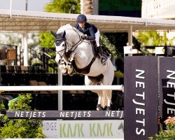 Springpferd Cita van de Helle (Holsteiner, 2012, von Chin Champ)