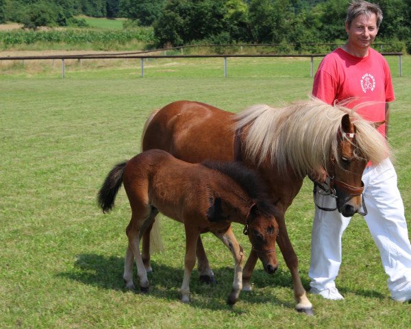 horse Gundula (German Classic Pony, 2016, from King vom Körler Berg)